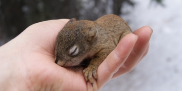Male red squirrels kill the offspring of rivals, new University of Alberta study suggests