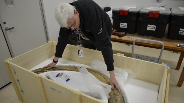 Mystery mammoth tusks returned to Canada