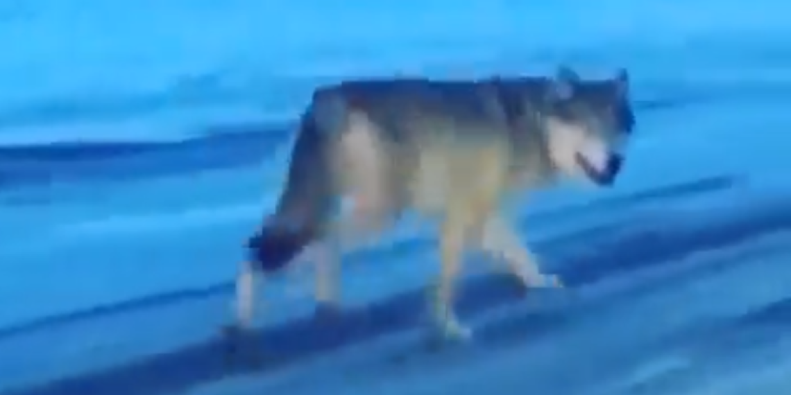 Video captures wolf as it pads along Banff ski resort access road