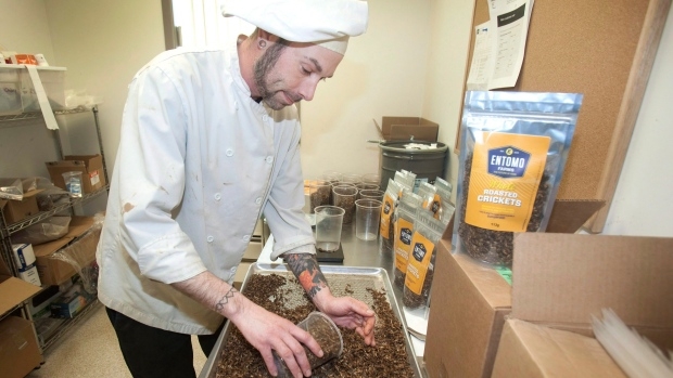 Bugs as livestock? A Canadian insect farm is taking cricket powder mainstream