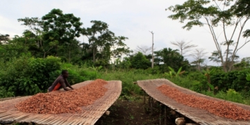 World's top cocoa producers fight to protect forests