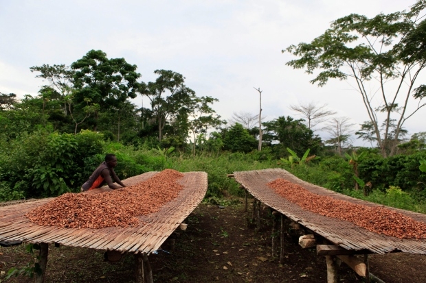 World's top cocoa producers fight to protect forests
