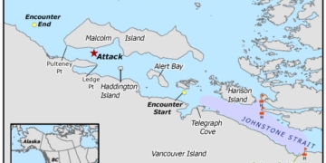 'Horrified' scientists watch killer whale infanticide