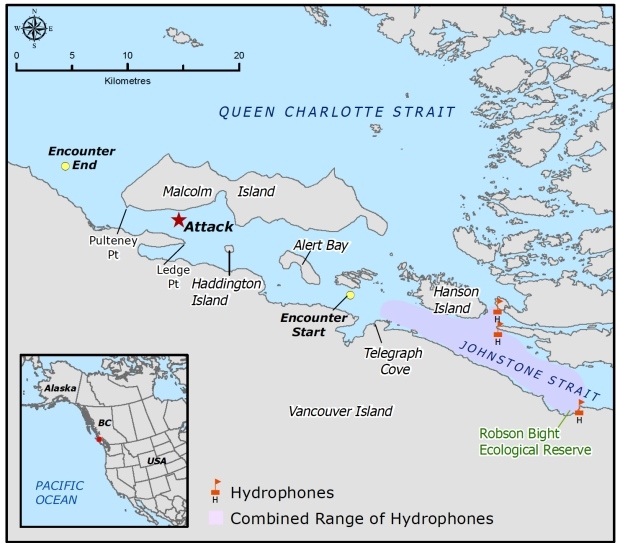 'Horrified' scientists watch killer whale infanticide