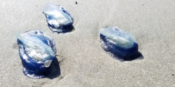 Rare blue jellyfish-like creatures showing up in greater numbers on Tofino, B.C., beaches