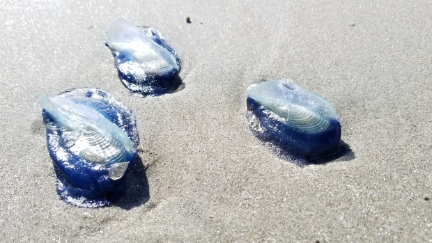 Rare blue jellyfish-like creatures showing up in greater numbers on Tofino, B.C., beaches