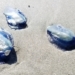 Rare blue jellyfish-like creatures showing up in greater numbers on Tofino, B.C., beaches