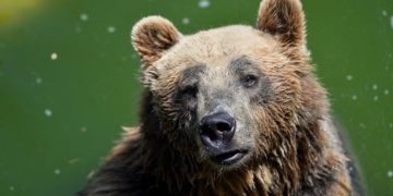 Rare brown bear dies in Italy capture operation