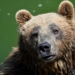 Rare brown bear dies in Italy capture operation