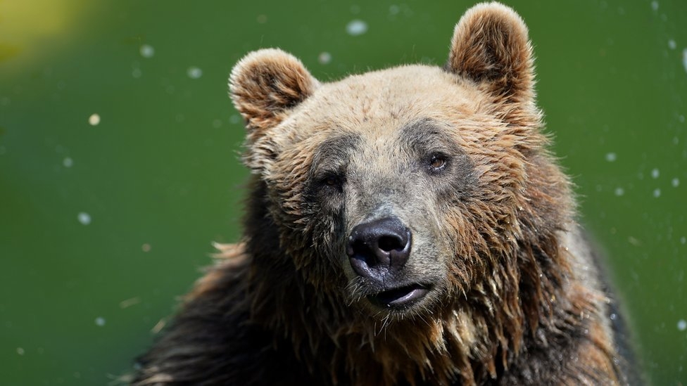 Rare brown bear dies in Italy capture operation