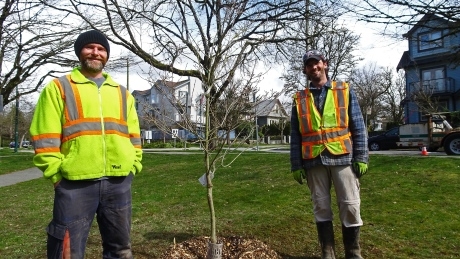 Green side up: planting Vancouver’s canopy, one tree at a time
