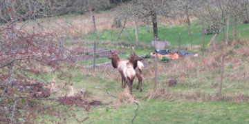 Elk warning for Salt Spring — though they may just be enjoying an island holiday