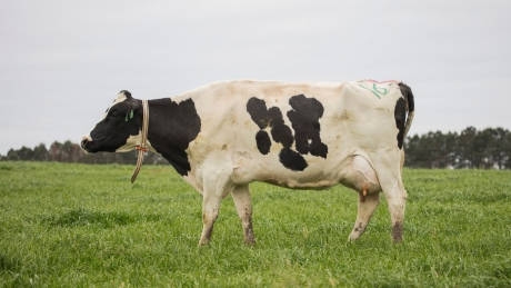 Farmers are using AI to help monitor cows
