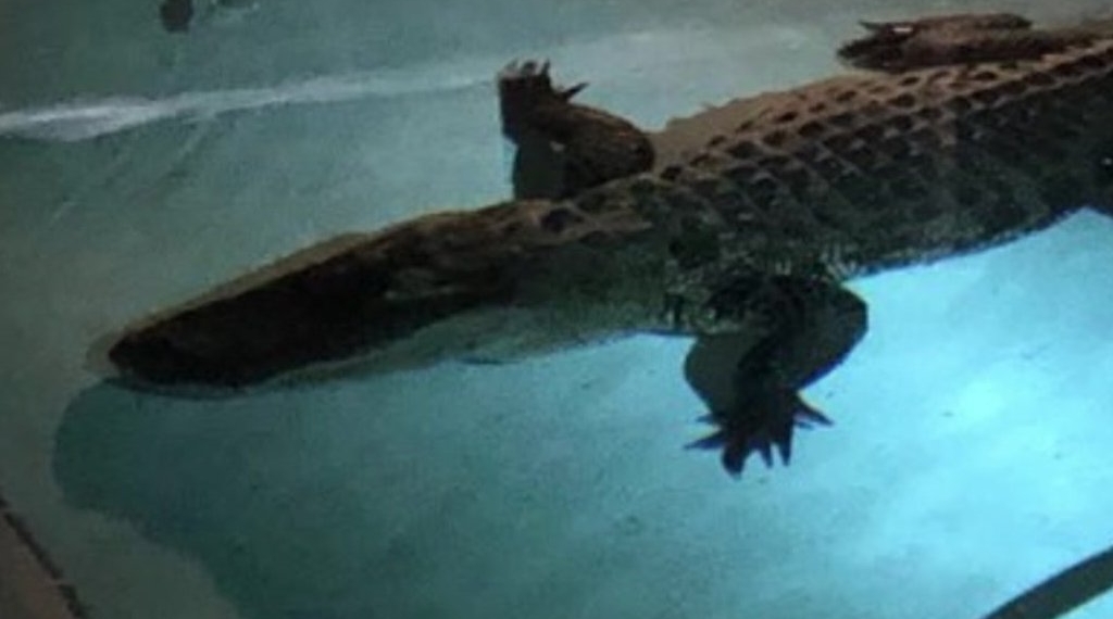 Alligator pulled from Florida family's swimming pool