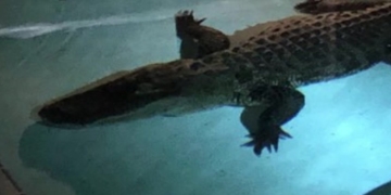 Alligator pulled from Florida family's swimming pool