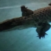 Alligator pulled from Florida family's swimming pool