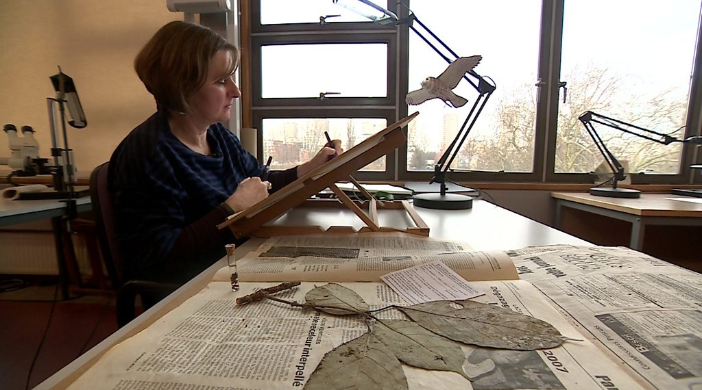 Botanical artist brings rare plants back to life