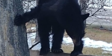 Orphan bear cub rescued near Edgewater, B.C. on its way to recovery
