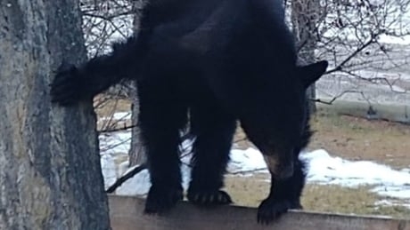 Orphan bear cub rescued near Edgewater, B.C. on its way to recovery