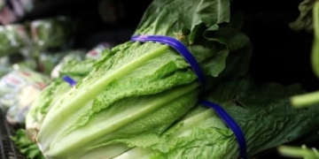Romaine lettuce now safe to eat, Public Health Agency says
