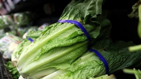 Romaine lettuce now safe to eat, Public Health Agency says