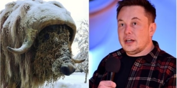 Meet Elon Muskox, the Yellowknife sculpture named after Tesla CEO