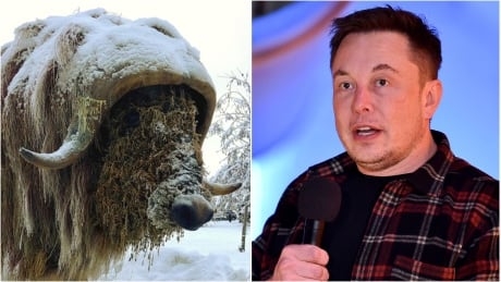 Meet Elon Muskox, the Yellowknife sculpture named after Tesla CEO