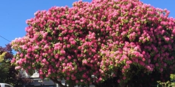 Famous Ladysmith, B.C. rhododendron damaged after storm