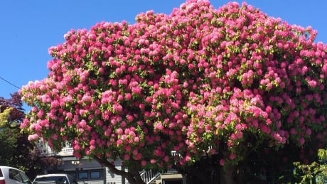 Famous Ladysmith, B.C. rhododendron damaged after storm