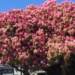 Famous Ladysmith, B.C. rhododendron damaged after storm