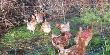 Why did the chickens cross the road? Police on Vancouver Island want to know