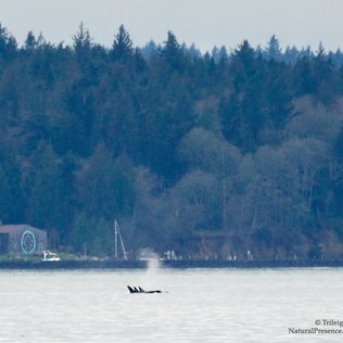 Southern resident orcas spotted in Central Puget Sound; no news on pregnancies