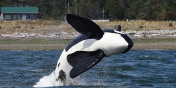 NEB wants marine protection program from Trans Mountain pipeline builder