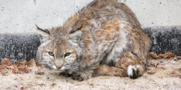 Bobcat or lynx? Not even the experts are certain