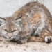 Bobcat or lynx? Not even the experts are certain