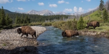 ‘Agonizing decision:’ Documents recount last summer’s Banff bison escape