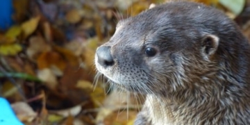 There otter be a solution: Could hot dogs have saved koi from nights of ‘terror’?