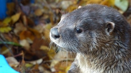 There otter be a solution: Could hot dogs have saved koi from nights of ‘terror’?