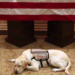What President Bush’s dog Sully did next