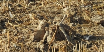 Chicken parts spread on neighbour’s frozen farmland cause big stink for Alberta vet