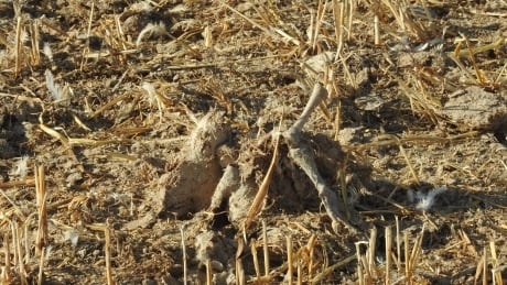 Chicken parts spread on neighbour’s frozen farmland cause big stink for Alberta vet