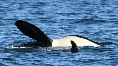 Hopes rise as endangered ‘grandmother’ killer whale is spotted alive