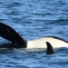 Hopes rise as endangered ‘grandmother’ killer whale is spotted alive