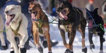Alaska dog sled race: Crowds gather before Iditarod race starts
