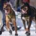 Alaska dog sled race: Crowds gather before Iditarod race starts
