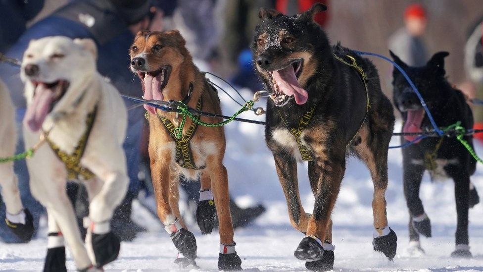 Alaska dog sled race: Crowds gather before Iditarod race starts