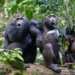 Chimpanzees’ cultural diversity is threatened by humans
