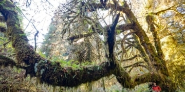 Scientists view old-growth forests through lichens to understand their value