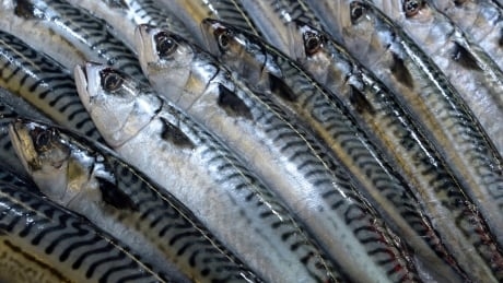 Atlantic mackerel stocks down 86% over past 20 years, says new DFO report