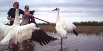 Calgary Zoo loans ‘spy eggs’ to help whooping cranes in Louisiana